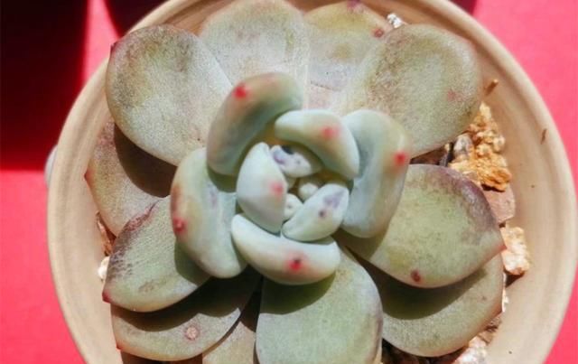  用药物治疗|不用药治疗多肉病虫害，会更好地保护肉肉，不让叶片受到伤害