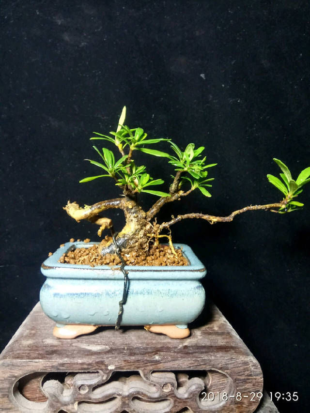  「子花小」有材料就有小盆栽，欣赏几盆大叶栀子花微盆景，短小精悍造型精美