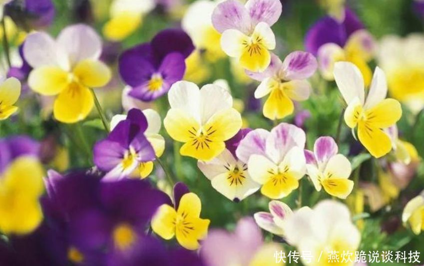 「春天」春天就养5种花,好养又漂亮,花团锦簇,人见人爱!