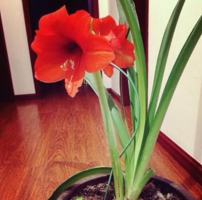  【夏季】朱顶红花败之后，运用这5个养护技巧，让来年开花数量变多