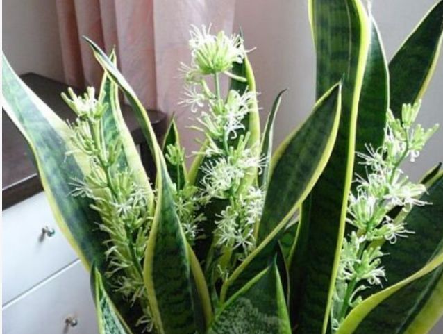  家里：“3种花”超好养，枝叶漂亮、净化空气，家里变得天然氧吧