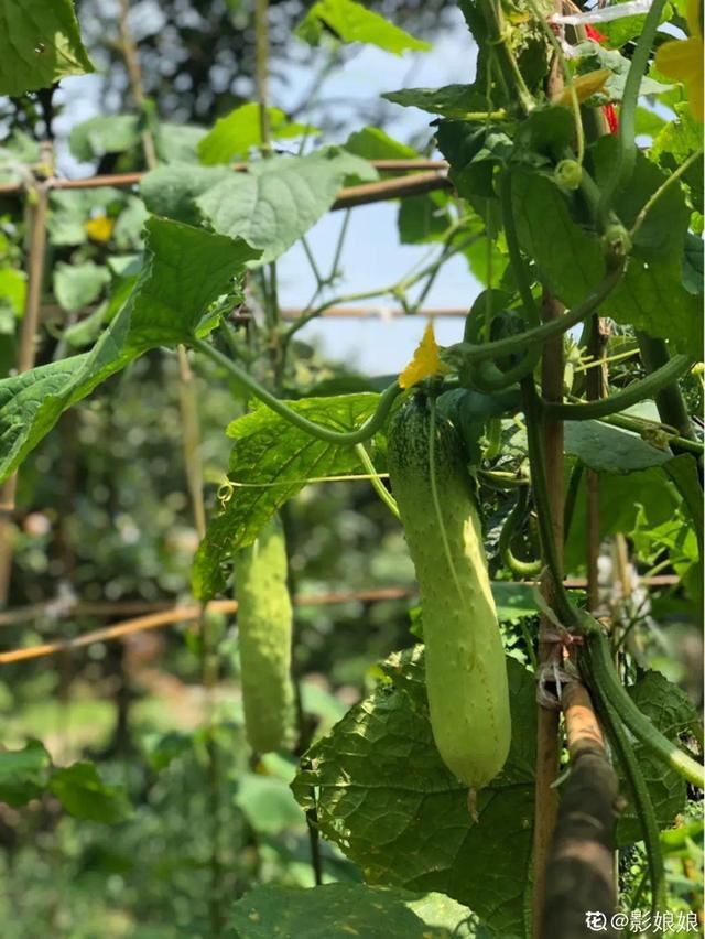  『生活』有一方小院，和你一起养花种草，这样就挺好