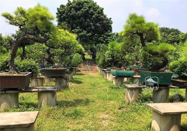 盆景大师都爱玩，山松会否成为下一个热点？
