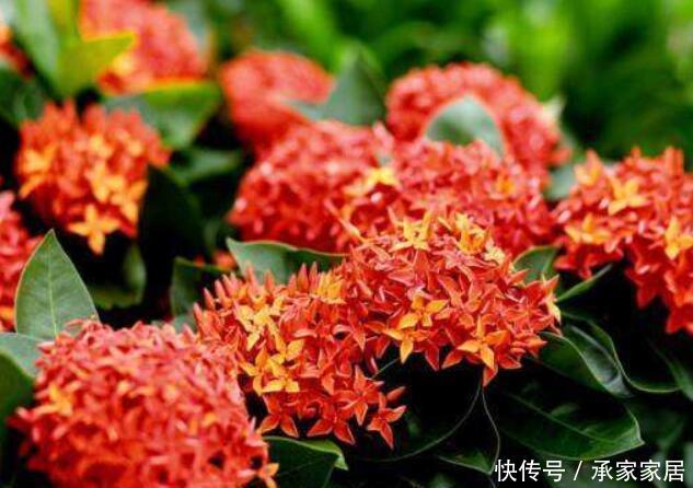 『常见』3种花不常见,但好管理,开花多,养在阳台很合适