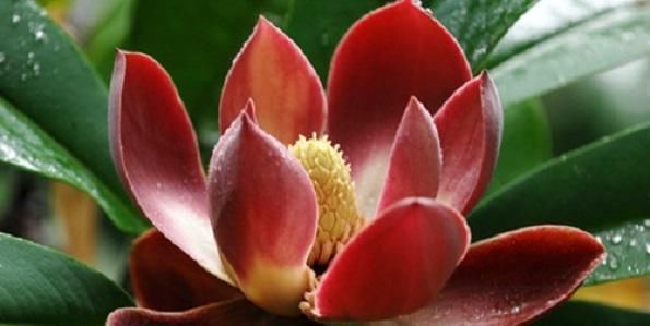  [发现]四川发现稀有树，名叫“红花木莲”，一般人没见过，更不