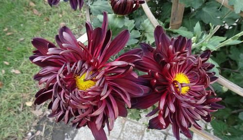  『墨色』喜欢玫瑰，不如养盆“极品菊花”墨菊，花似墨色荷花，亭亭玉立！