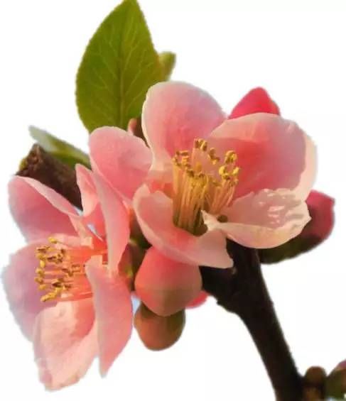 前方花海高能，这些花儿你能认出几种？