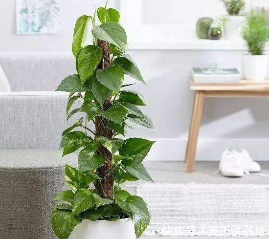 「阿斯匹林」喜欢栽种花草,别再用黄豆水、淘米水浇灌了,用上它们肥效更好