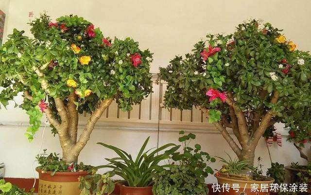 「蟹爪兰」天热3种花容易“淹死”的,管住自己的手,安全度夏没麻烦