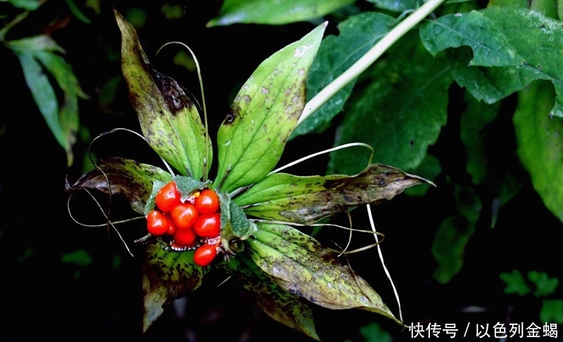  利润|价格高达上千元，每亩利润10到20万，农民表示不敢再种植，