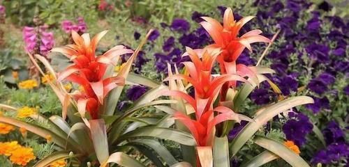  『家里』农历新年家里很适合摆的一些观赏植物，红红火火过鼠年