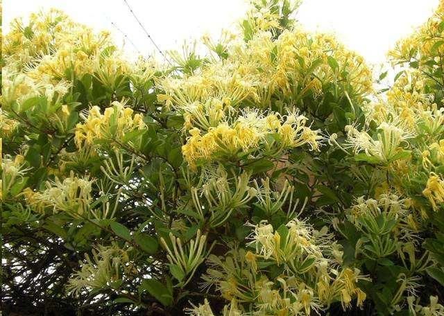  [芳香]养盆栽金银花，有“4点”很重要，开花更多、芳香，长成漂亮老桩