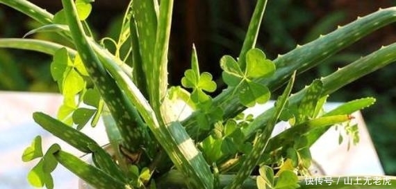  [水里]想要水培芦荟该怎么办？掰个侧芽扔水里，1个月长出新芽叶