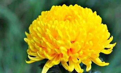  「常见」四种常见植物，阳台栽上几盆，一年四季有花看，新手也能养爆盆