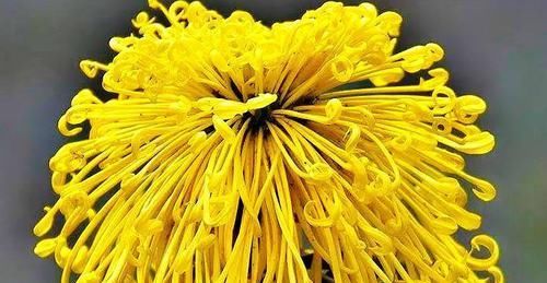  [玛格丽特]喜欢菊花，首选“菊中精品”日本飞舞，似佳人飞舞，美丽妖娆！