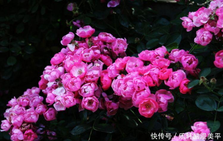  「大方」最能讨得婆婆欢心的三大生肖女，贤惠大方高情商，平时深藏不露