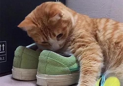  【橘猫】铲屎官买了双新球鞋，刚想穿出门，橘猫却把头塞进了鞋子里