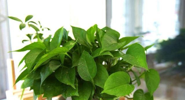  『绿萝』家里必养“4种花”,好养又漂亮,懒人新手都能养好,美成花海!