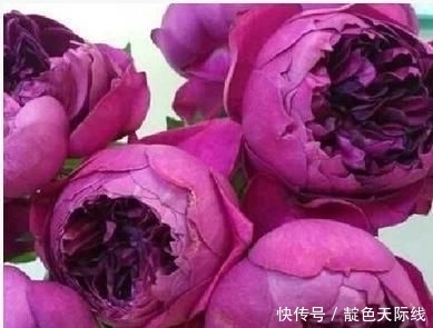  『郁金香』爱沾花惹草试试“秋日胭脂”，花色紫红善变，一株多色，芳香怡人