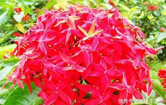  『茉莉花』阳台养这三种“懒人花”，扔上面不用管让它自己晒太阳，花爆满盆
