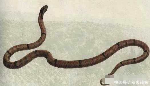 女子怀孕7个月梦到生了很多小蛇, 当孩子出生