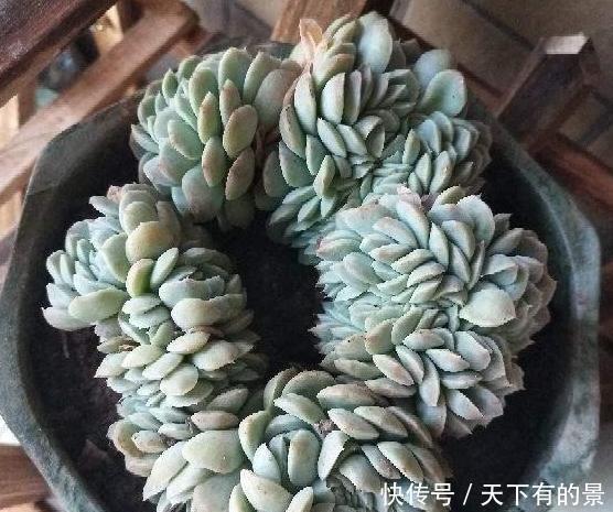 #春天#春天多肉不上色,夏季该怎么办?注意3点,每片叶子都五彩斑斓