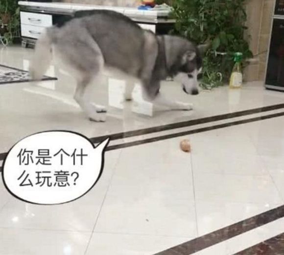 #爆笑#二哈看到地上面包,自导自演爆笑一幕,主人都没脸看了