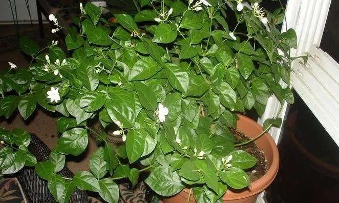  【植物】植物爱黄叶烂根，都是因为这几个方面没做好