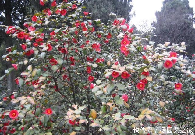 【新芽】“山茶花”嫁接,注重几个技巧和方法,成活高生长快新芽蹭蹭长