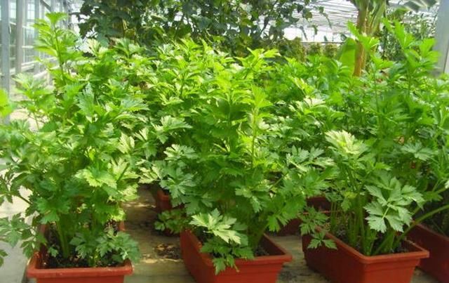 种子:阳台种香菜容易出苗,做好这2步,茎叶蹿个快上桌快