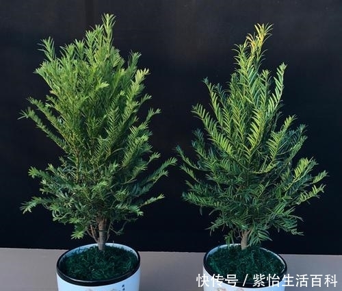 「行冲施」生根剂也别乱用,潜在危害很少人知道