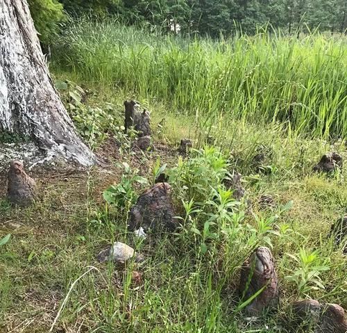  朱顶红：看见这花可别买，忍住，小心被忽悠，花钱买气受！