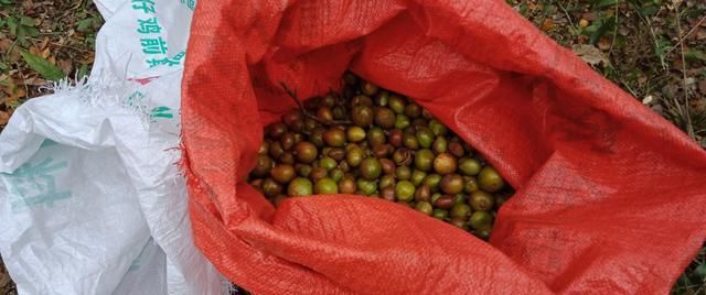  【茶油】在农村里，100斤鲜茶油果能榨多少斤油？