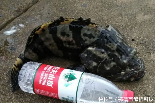  『钓法』石斑鱼来自海洋的“鸡肉”该如何垂钓？
