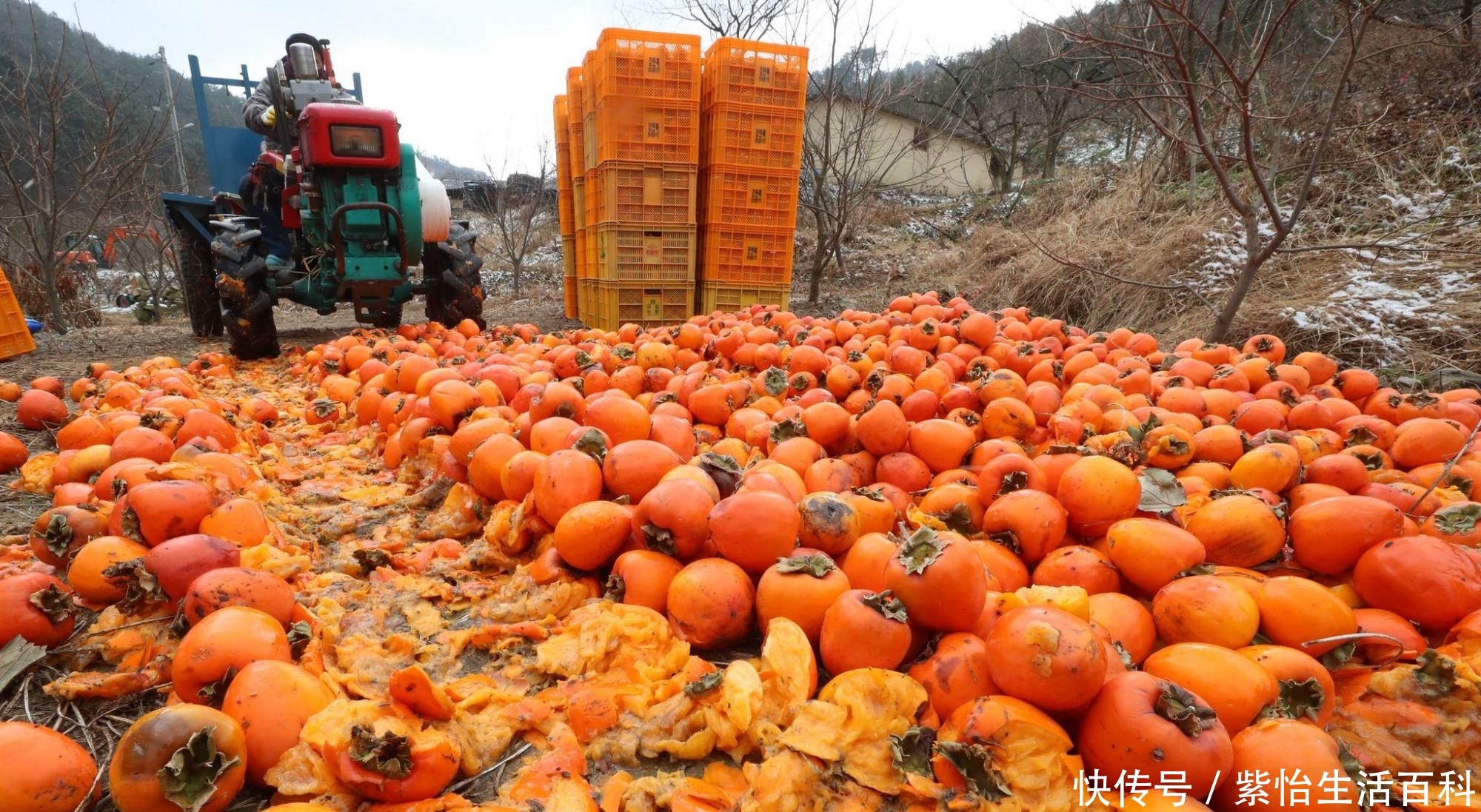  「遭遇」“柿子”大量上市遭遇滞销，果农发愁，专家提出3个建议