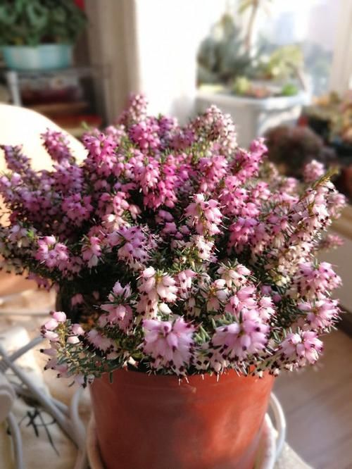 『美艳』?喜欢养花家里就种这些花朵,花开美艳迷人,花朵又大又美,还香