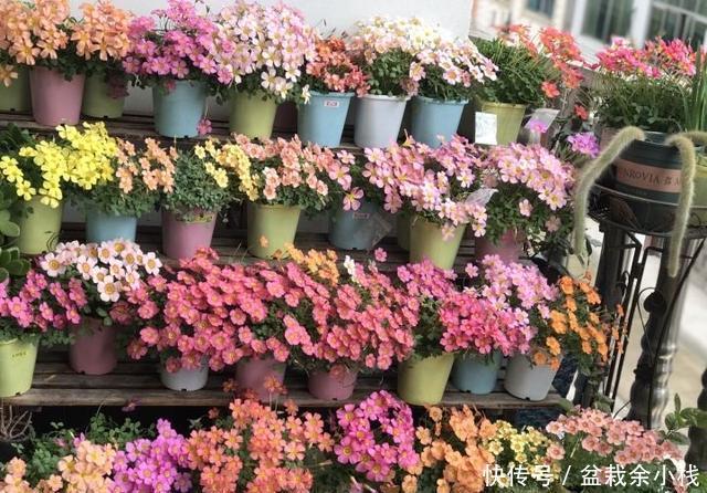 「开花更多」阳台养酢浆草,用此方法,1个种球长爆盆,花色美,满满都是花
