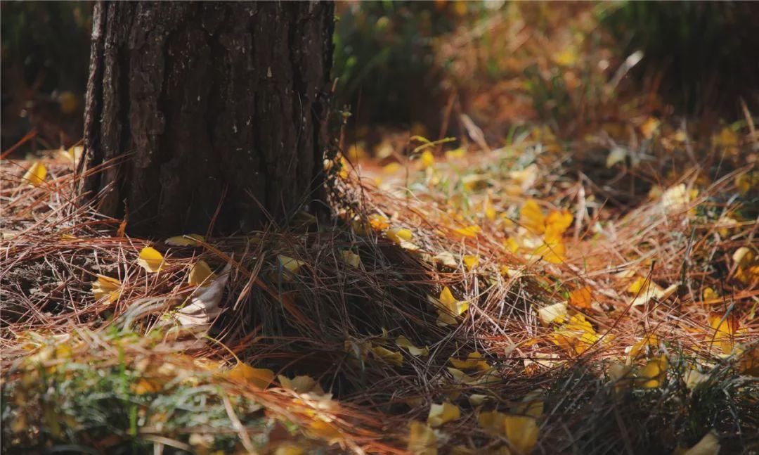 无锡高新区赏叶地图，这里藏着你不知道的最美秋色