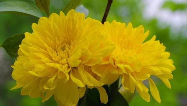  『栽培方式』菊花的4种分类，你知道吗