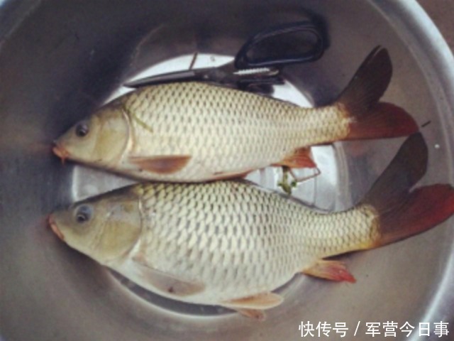 『夏季』夏季野钓自制窝料,用十几年从没空军,现在却很少有人会制作