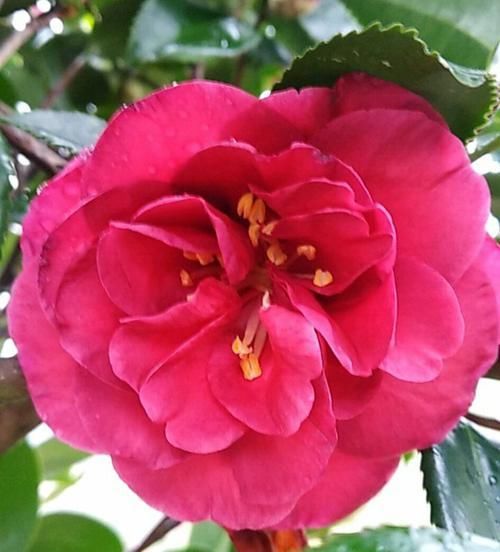 『找到』茶花和茶梅傻傻分不清?7个方法,分分钟找到不同点