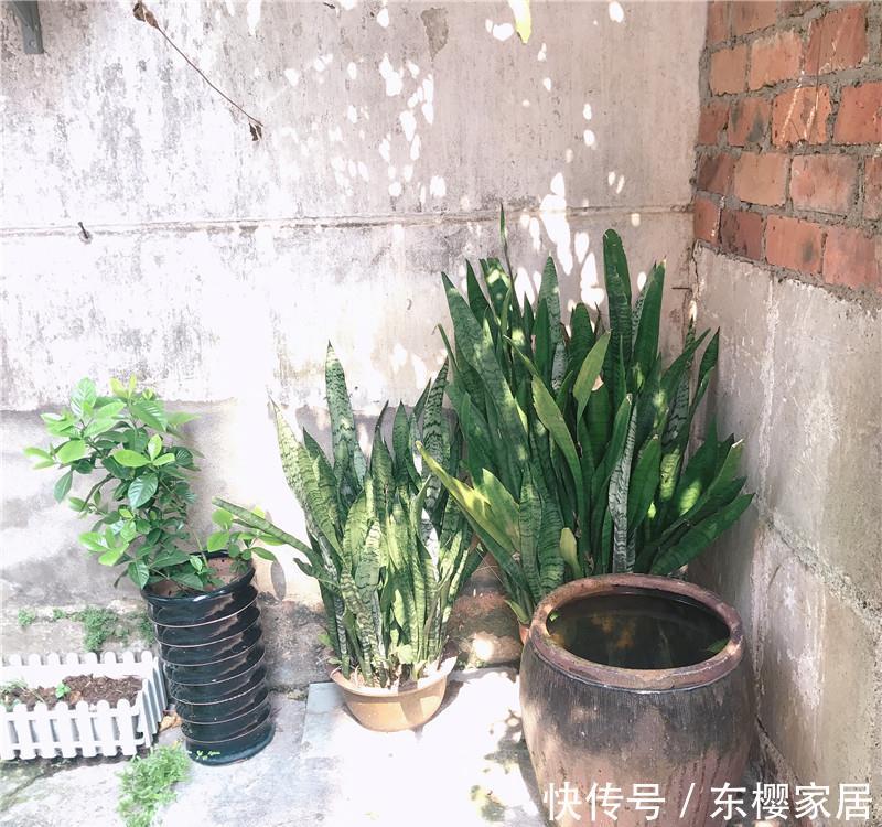  #无根水#爆盆虎皮兰，就是“本地货”，喝的“无根水”，还有遮阳伞！