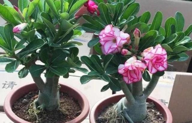  「植物」新手最适合养“4种花”，开花美又好养护，让你家阳台四季绚烂