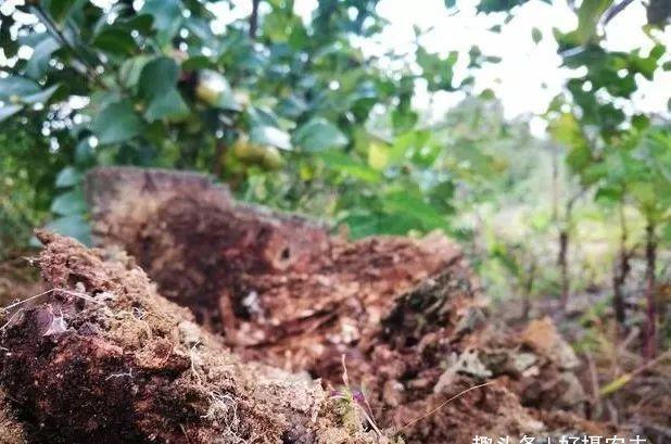 「种植」种植兰花的腐殖土有虫子,怎么办1个塑料袋解决问题