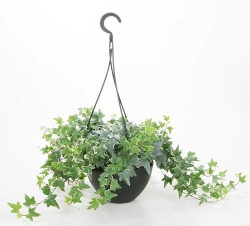  『家里』盆栽常青藤养在家里特容易叶黄，枝条不断干枯，做好两点可解决