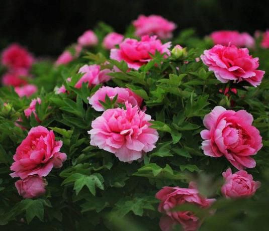  『气质』10种最受古人追捧的花，每一种都超有气质，养花更养人