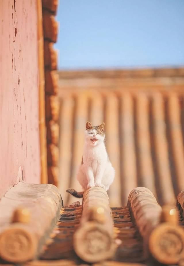 一年 30 多趟故宫，只为拍摄超赞「故宫猫咪图籍」！