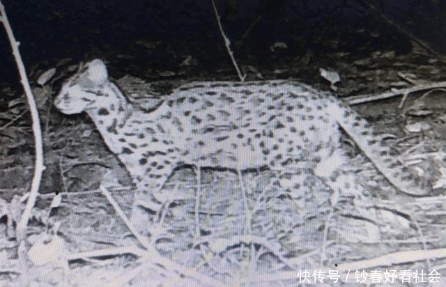  [发现]重大发现！信丰金盆山自然保护区发现国家濒危动物——豹