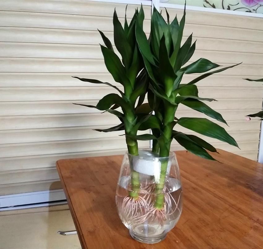  [水里]天一热花就不爱长？6种索性直接扔水里，个个精神气爽！