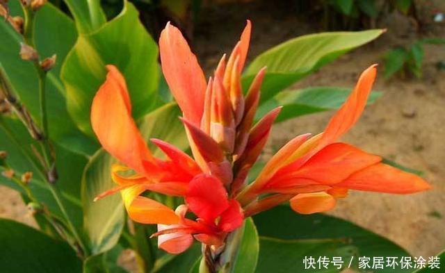  「对光照」这几种花最喜欢“晒太阳”，太阳正旺多晒晒，开花也能变多